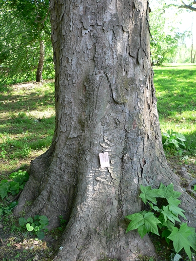 {Acer pseudoplatanus}